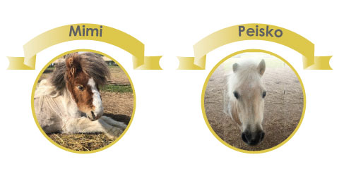 Two ponies, one is a Shetland called Mimi who is brown and white, and one is pale with a blonde mane and is called called is Peisko
