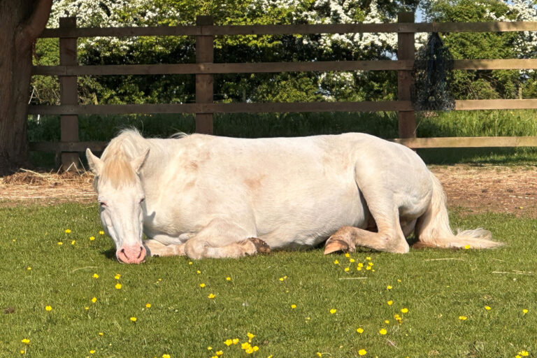 Layla resting