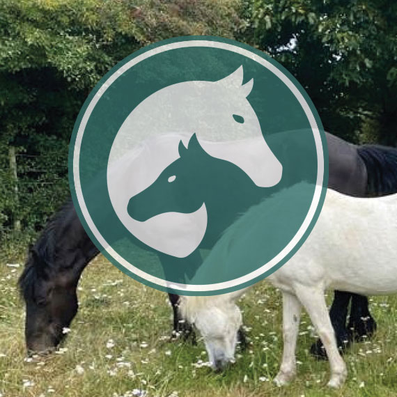 Equine Sponsorship