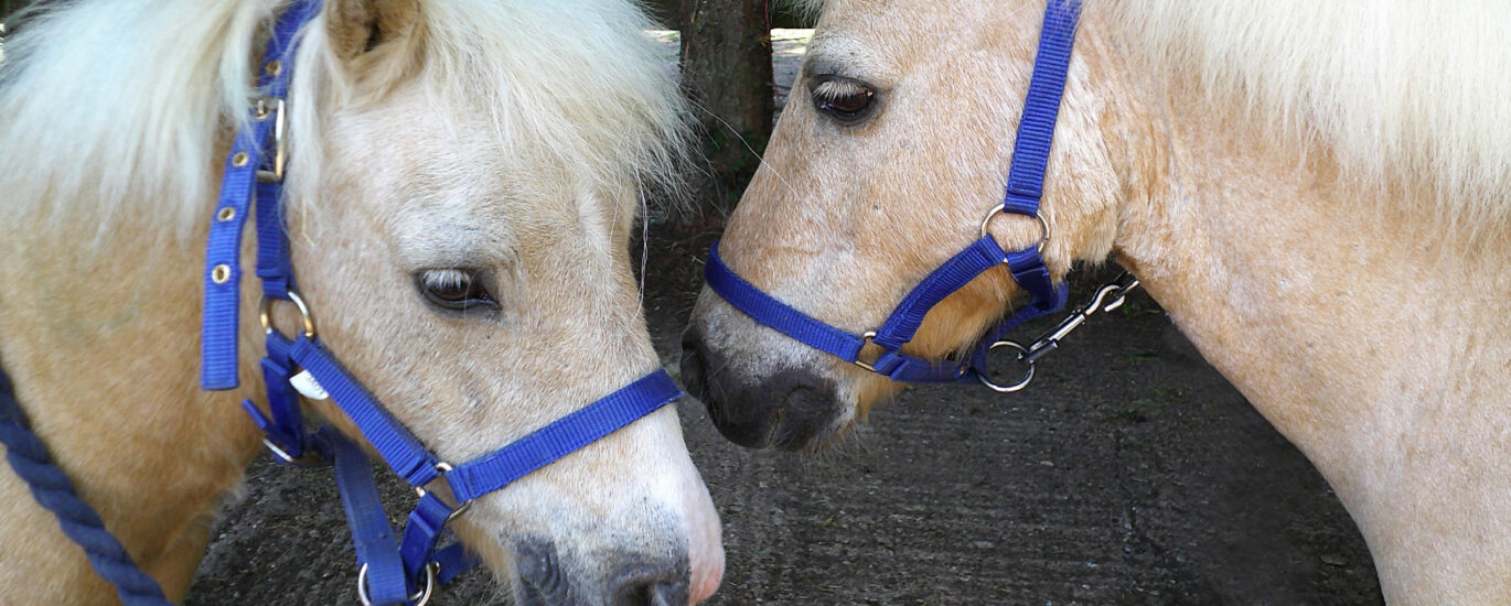 Two shetland ponies