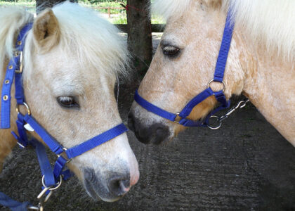 Two shetland ponies